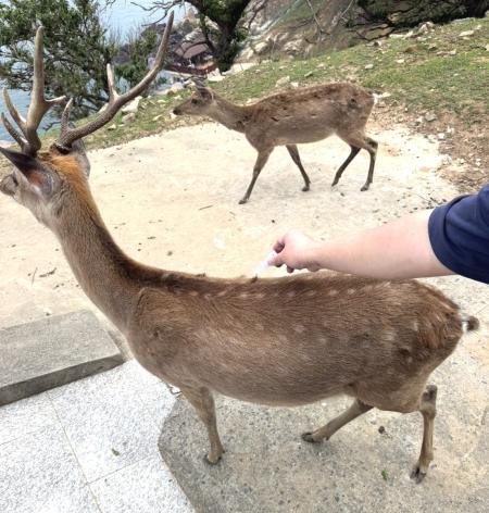 維護遊客安全　產發處強化大坵梅花鹿管理與健康