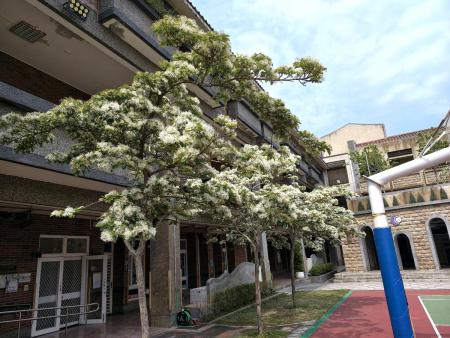 塘岐校園「流蘇」美麗綻放　潔白花朵增添清新氣息