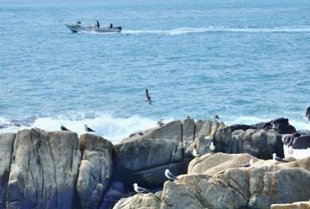 黑尾鷗現身北海坑道周邊海域，時而停駐、時而凌空盤旋，動態十足。（圖／文：陳其敏）