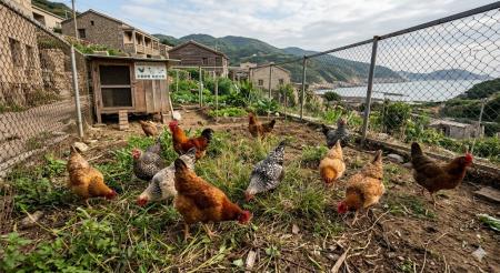 別讓鄰居聞雞起「武」　妥善管理環境　避免影響周邊生活安寧
