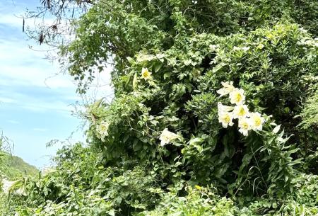 東莒百合盛開　交織初夏浪漫美景