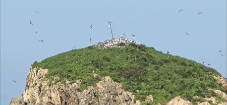 神話之鳥-黑嘴端鳳頭燕鷗西莒蛇山現蹤，愛鳥人士拍到黑嘴端鳳頭燕鷗倩影，讓人為之振奮。（圖：東莒船老大民宿提供）
