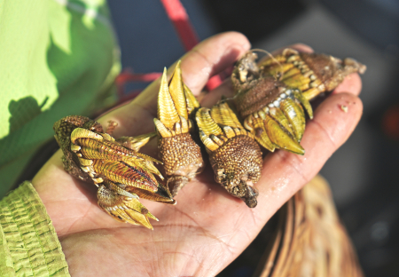 岩縫孕育海味珍饈　馬祖「黃吉」堪稱筆架極品