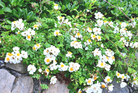 琉球野薔薇潔白花朵迎風綻放　妝點島嶼浪漫