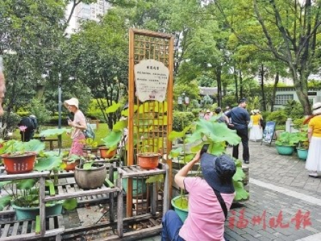 市民在碗蓮展區的廉政詩詞前拍照。