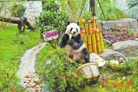 15日，大熊貓「艾倫」度過來榕後首個生日