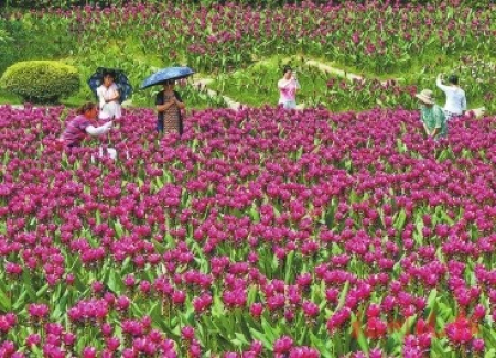 遊人打卡姜荷花花海