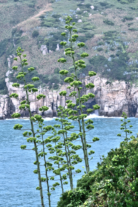東引龍舌蘭、瓊麻花莖拔地而起　夏季限定景觀