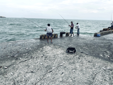 東莒猛澳港魚群靠岸　掀夏日釣魚熱