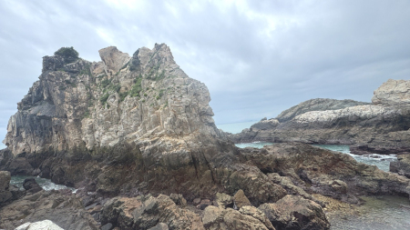 遊隼定居北竿白廟島　燕鷗轉往西莒蛇山繁殖