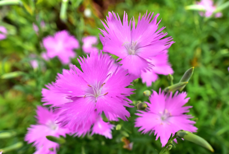 東引盛夏進入長萼瞿麥花季，粉紫色花朵點綴山坡與海岸，成為島上最具代表性的夏日景致。（圖／文：陳其敏）