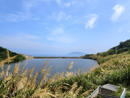 北竿夏日限定風景　芒花沿道路、山坡迎風搖曳