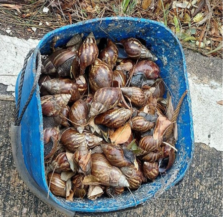 馬祖地區發現非洲大蝸牛蹤跡，縣府籲鄉親加強環境清理及防治。（圖：本報資料室）