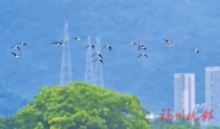 ▲黑翅長腳鷸飛翔在閩侯縣城上空。王元春 攝