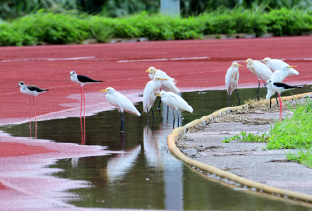 風雨影響　百餘隻鷺鷥飛抵東引停棲避雨