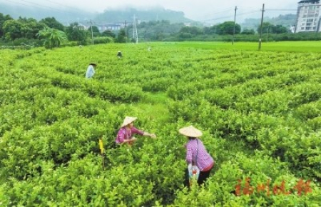 ▲花農在春倫茉莉花基地採花。