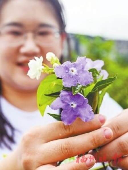 ▲紫色茉莉花別有一番姿色。