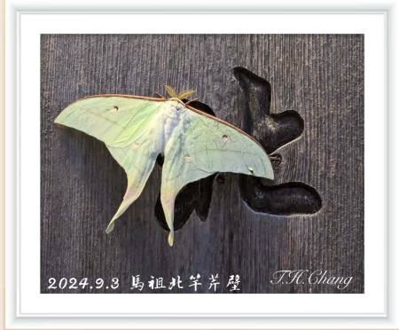 ▲長尾水青蛾