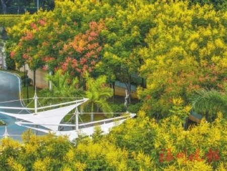 ▲閩江公園北園的複羽葉欒樹進入最佳觀賞期。