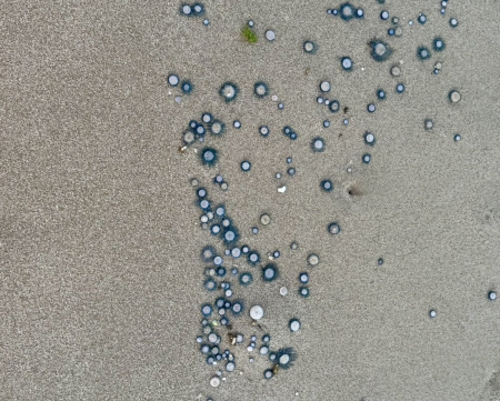 東莒福正沙灘出現疑似藍鈕扣水母