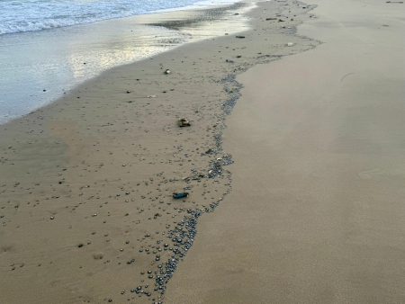 福正沙灘出現大量藍白色小圓盤，隨海浪沖上岸，沿著潮線密集分布。（圖／文：蔡夢玲）