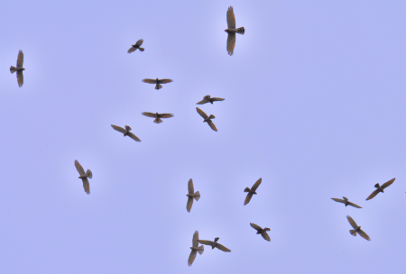秋季猛禽過境東引　百隻「國慶鳥」展翅翱翔