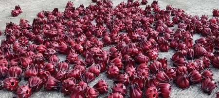 東莒洛神花收成　紅色果實像寶石般耀眼