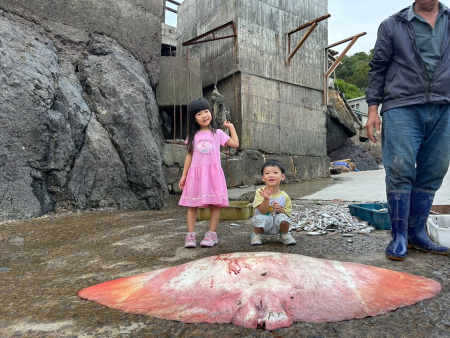 橋仔漁民今(25)日下午出海捕獲近百斤巨大魟魚，龐大的身軀與一旁的孩童們形成強烈對比，成為颱風過後最吸睛的漁獲。（圖:漁民提供）