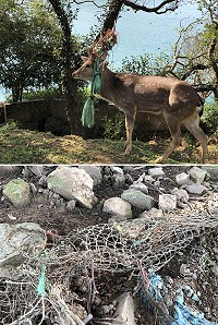 　大坵島發現一成年公鹿鹿角遭繩索糾纏，村莊內仍見老舊廢棄漁網。（圖／文：陳鵬雄）