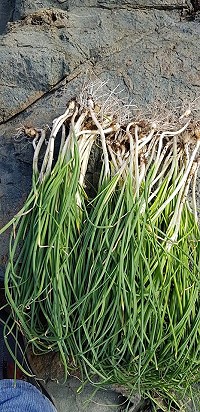 　搶鮮出土。（圖：曹子平、文：陳鵬雄）