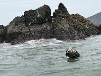 　生態浩劫。（圖：漁民提供、文：陳鵬雄）