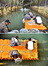 東引北海坑道內,昨天放養4千餘隻小龍蝦,開啟馬祖嶄新的水產發展模式。(圖/文:陳其敏)