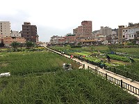 　農民反映山隴蔬菜公園公租農地出現蟲害，產發處表示著手準備處理。（圖／文：馮紹夫）