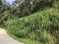 　北竿懷道樓上方坡地長的不是芒草，而是營養價值極高的牧草。（圖／文：陳鵬雄）