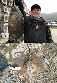 北竿釣友釣獲星斑臭肚魚,漁民則捕獲尖吻魟魚,氣候變遷影響馬祖出現罕見魚種。(圖/文:陳鵬雄)