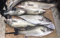 今年東莒首波鱸魚現蹤跡,鱸魚季正式開鑼!(圖/文:蔡夢玲)