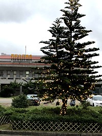 　聖誕節腳步近，北竿航空站應景在停車場公園內製作一棵大型聖誕樹。（圖／文：陳鵬雄）