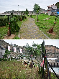 東引中柱港周邊新栽植的棕櫚樹,承受不住強勁東北季風,相繼折斷或歪斜。(圖/文:陳其敏)