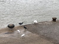 　等待。（圖／文：陳鵬雄）