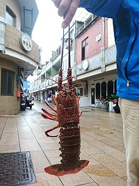 　因為早年大量濫捕，現在東引沿近岸龍蝦數量已銳減，偶爾捕獲的龍蝦重量多是1斤（500公克）左右的小龍蝦。（圖／文：陳其敏）