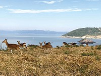 　大坵島梅花鹿進入交配期，此時可見成年公鹿會有十多頭母鹿圍繞。（圖／文：陳鵬雄）