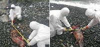 東引又見鯨豚死亡,為本週第二起海豚死亡案件,並列入今年的第16隻死亡鯨豚,令人惋惜,亦彰顯海洋保育不可忽視。(圖:海洋委員會海巡署金馬澎分署第一○岸巡隊)