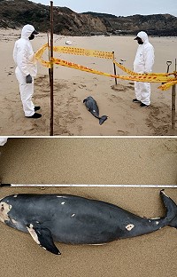 馬祖岸巡隊26日於東莒福正沙灘發現死亡鯨豚,為今年的第18隻,外觀完整露脊鼠海豚,後續交由相關單位進行學術研究。(圖:海巡署金馬澎分署第十岸巡隊)