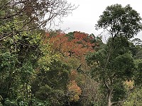 　烏&#26709;紅了。（圖與文：陳鵬雄）
