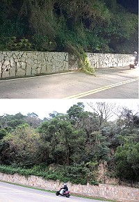 福澳村復國路上坡路段上月31日晚間掉落一大團類似藤蔓的植物團塊,影響交通安全,民眾建議將該山壁沿途的衍生藤蔓加以清理,才能確保安全。(圖/文:曹重偉)