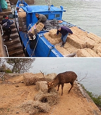 解決大坵梅花鹿糧食不足問題,產發處近日將運補壓塊苜蓿草,後續再接運送狼尾草補給。(檔案圖:本報資料室)