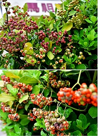 　嚴冬裡的小溫暖。（圖／文：陳其敏）