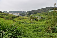 　田園荒蕪。（圖與文：陳其敏）