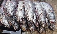 　東引冬季是捕撈烏魚、鮸魚、白力魚的漁汛期，但是過去三個月漁獲量卻是很低迷。（圖：本報資料照片）