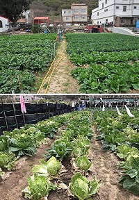 產發處持續推動冬令三寶蔬菜保價收購政策,大白菜、高麗菜、白蘿蔔收購標準分AA、A、B三級。(圖:本報資料室)